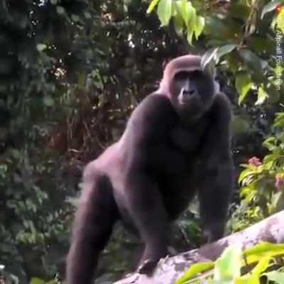 Animals can bond with humans in the deepest way possible