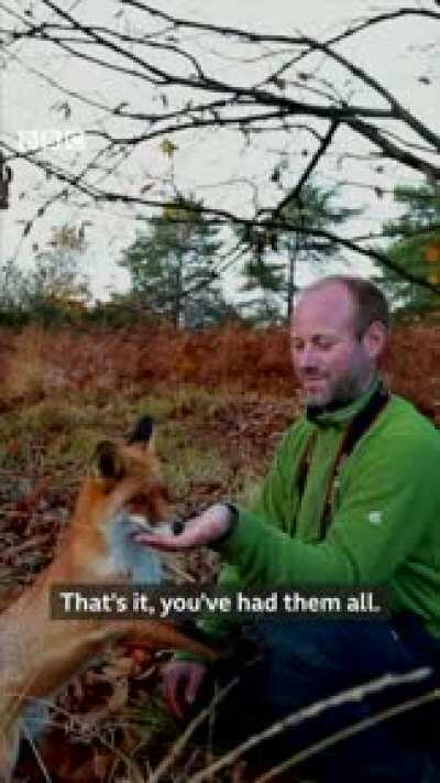 Photographer Befriends a Fox