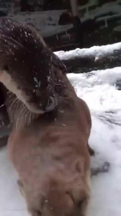 Panda loves to play in Snow!!! <3