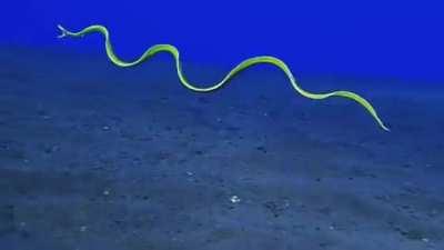 🔥 Ribbon eel swimming in open water