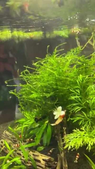 Shrimp Paratrooper Drills