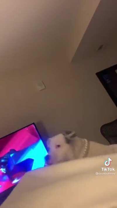 MaN gEtS vIciOuSlY mAuLeD bY dOg