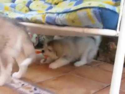 WhatsWrongWithThisFamily