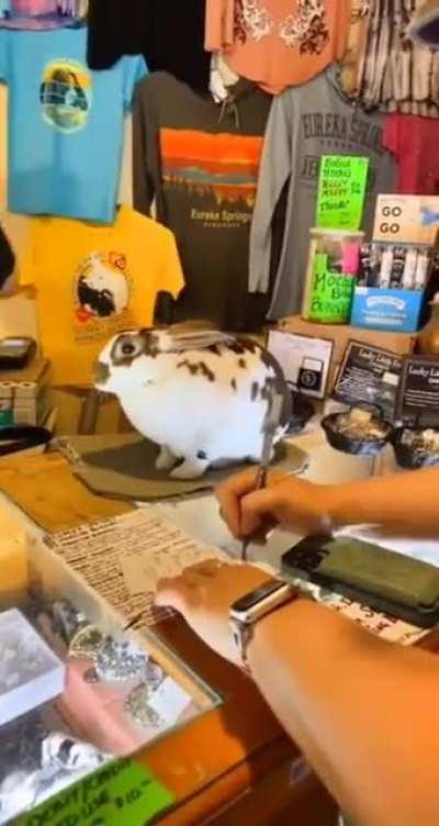Rabbit Helping Out At The Shop