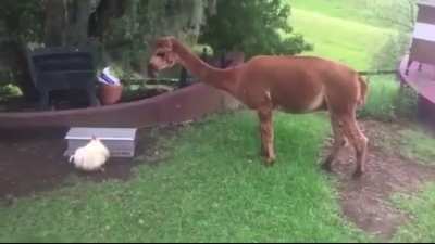 Smart chicken knows how the feeding box works.