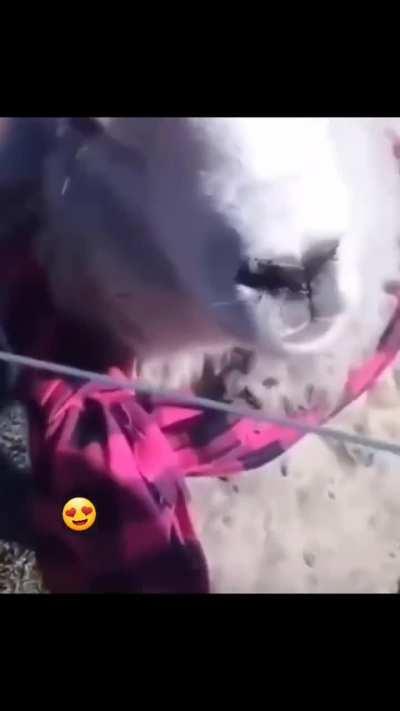 Oscar, hasta acá llegaste