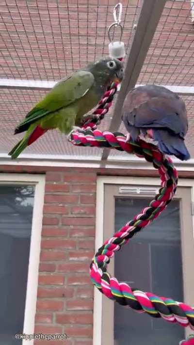 It’s been a while since I last posted here, but the birds have a new aviary (and a new buddy, see end of video)!