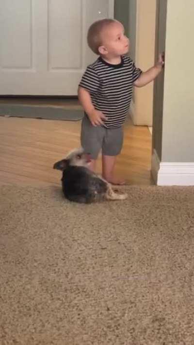 I need pets and belly rubs little human