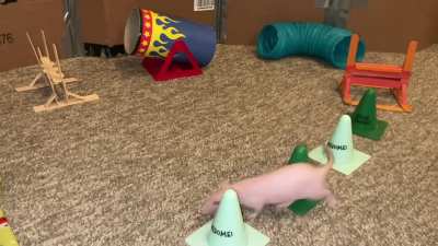 My awesome pet rat Tofu doing some fun agility!