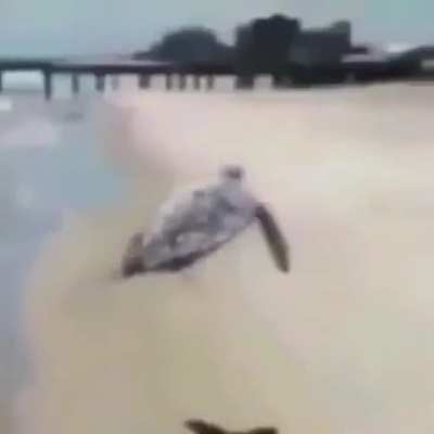 hi guys im back on reddit again haha its really funny website guys because i get too look at funny mmes and that is so awesome because i love jokes and funny things dont you guys too because its fucnn y as sh*it