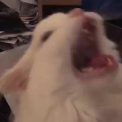 The Smiling Cat Part 14