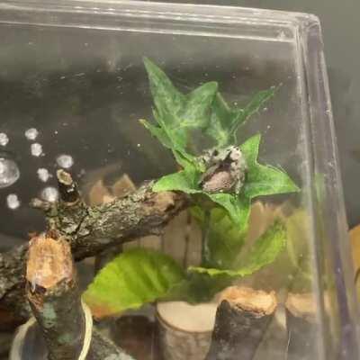 My aging, gravid jumper taking a lil tumble 🥺