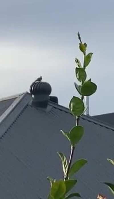 Watch the bird and see which way it spins