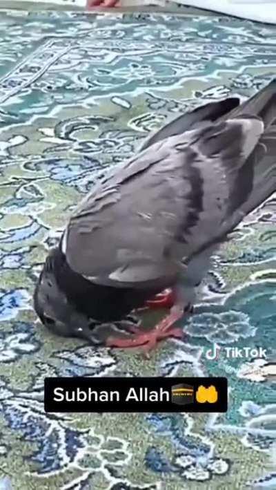 When you get autofilled mid and Draven is banned (Azir halal?)