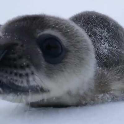 Seal boop