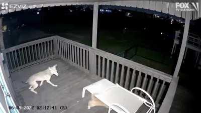 Cat vs coyote