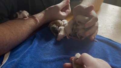 Tuna Soup Dumplings Day 11: o lawd, they mobile