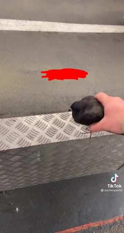 Pigeon runs low on battery