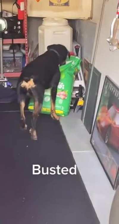 To eat some dog food sneakily