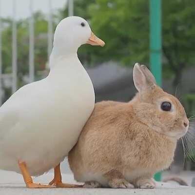 Dolan dark and pyros rabbit (now brown)