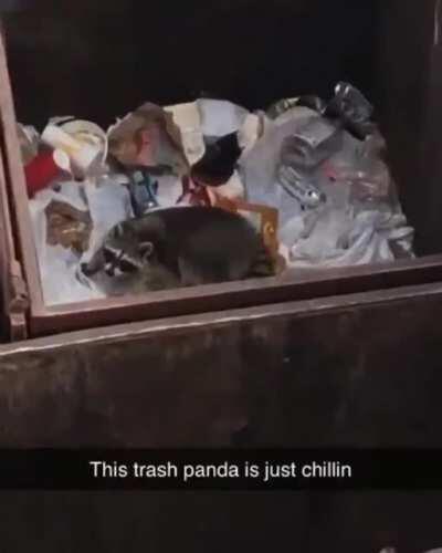 Average trash panda