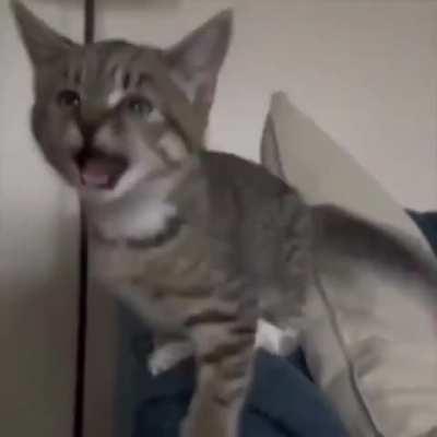 When your kitten grows up around dogs (sound on!)