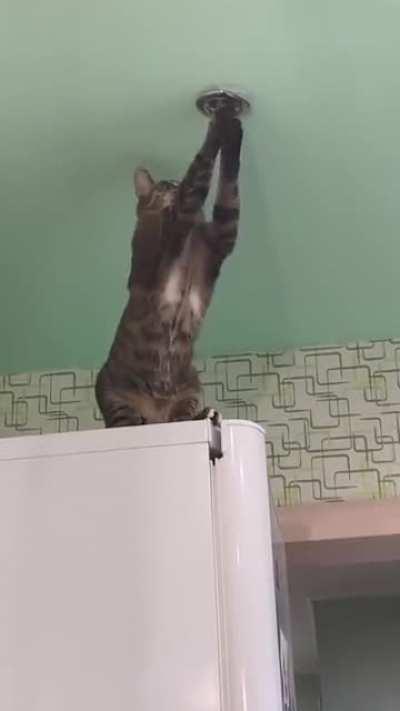 oops, too curious a cat...