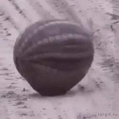 Just an armadillo doing its thing