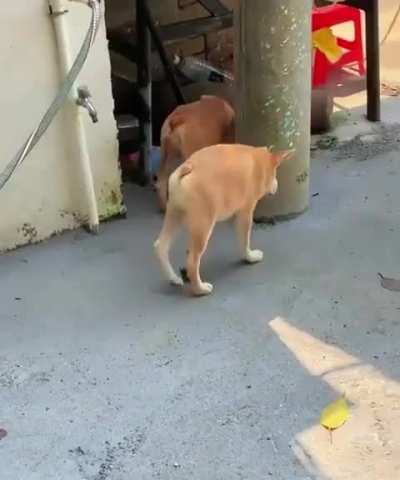 Dogs with short spine syndrome