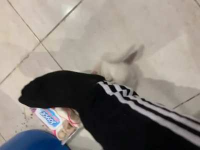 Smol criminal attacks my foot