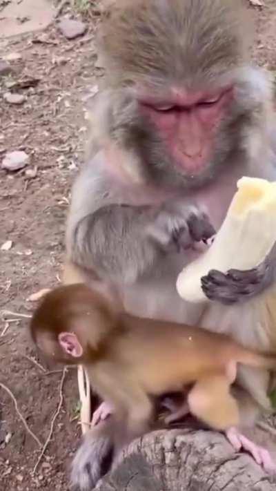 🔥 the way this monkey prepares its banana before eating. it’s behaviour is so similar to humans that it’s oddly fascinating to watch