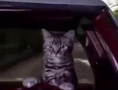 Mi gato el 23 de abril de 2023