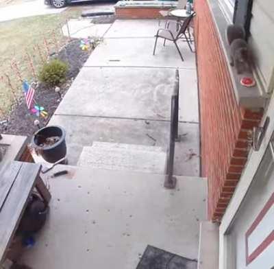 Squirrel leaves a sweet treat for its human friend