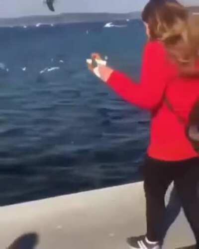HMC while I feed some birds
