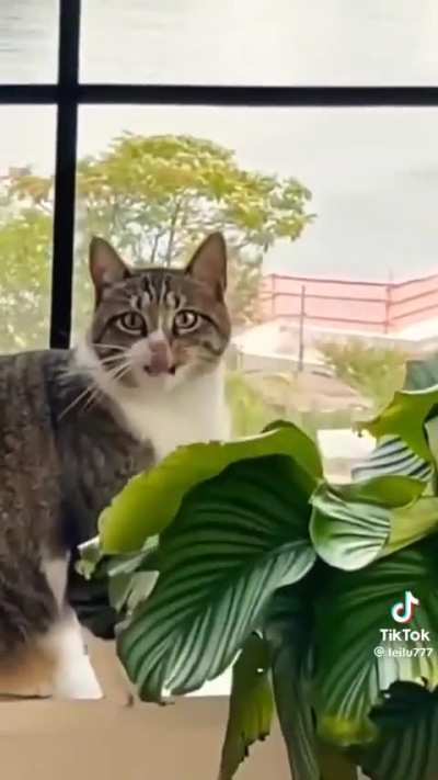 Don't eat the plants!