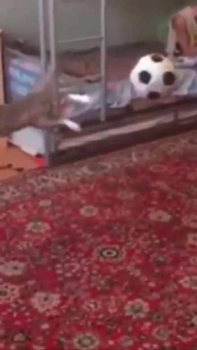 Cat hits a flip reset