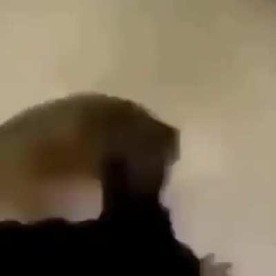 Webadas - Video #9308