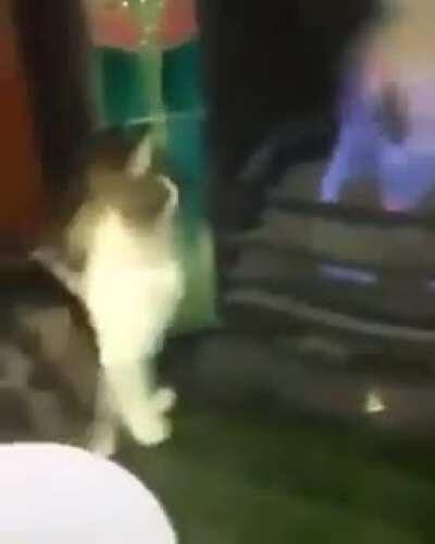 Kitty vs Flame Round One: FIGHT