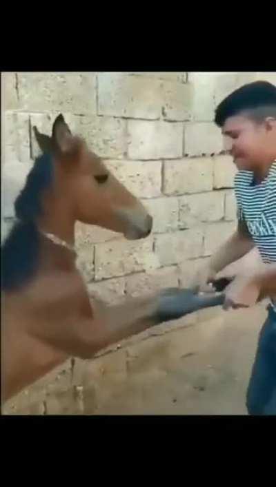 Lan sal amk eşşeği