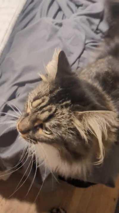 It's Leigh begging for attention