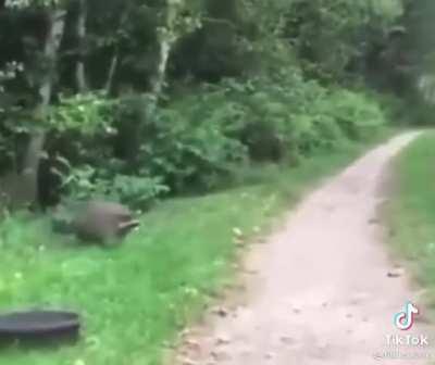 Mapaches y la Ocarina del Tiempo