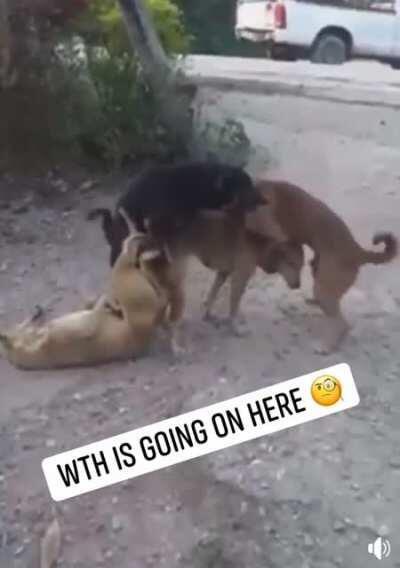 Cats would never stoop to this level of debauchery