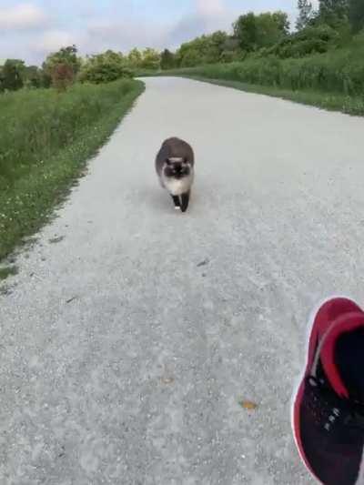 Anyone else have a cat that jogs with them in the morning? ❤️