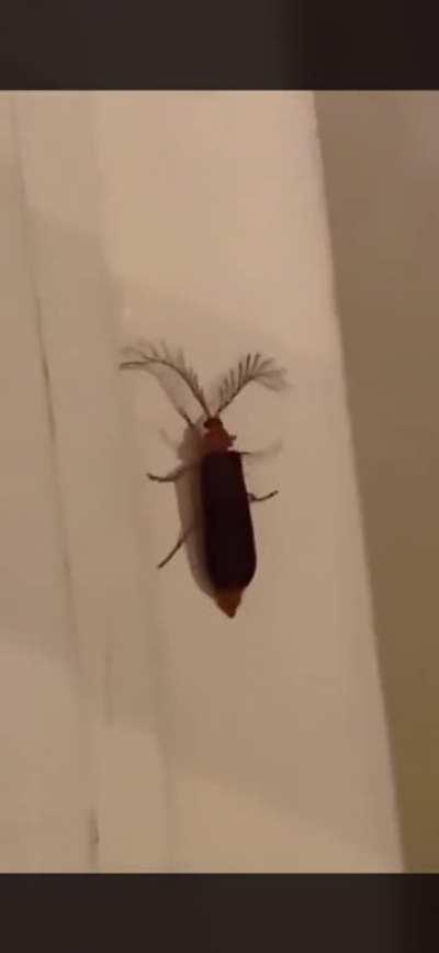 Discovering a rare bug be like