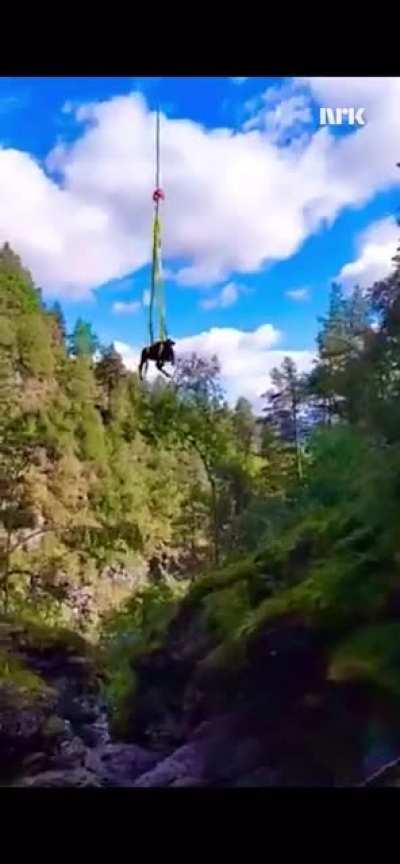 Cows in Norway getting rescued from a river