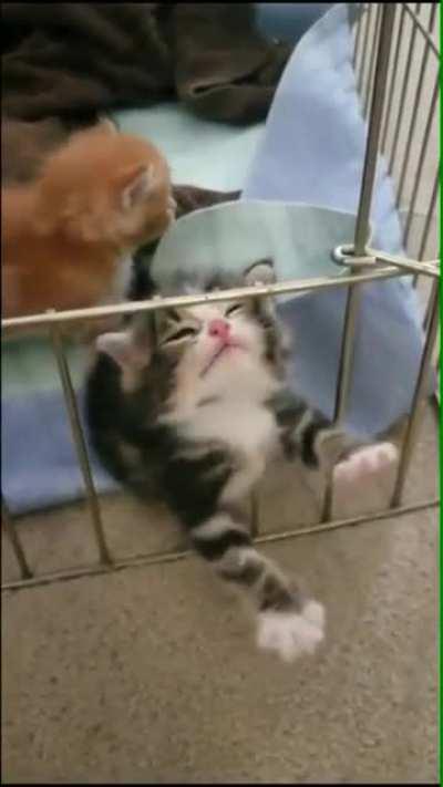 Hooman! I wanna get out of here! Help me now!!