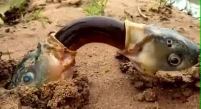 What the actual fuck