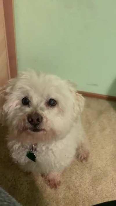 Almost like a small, talkative cat?