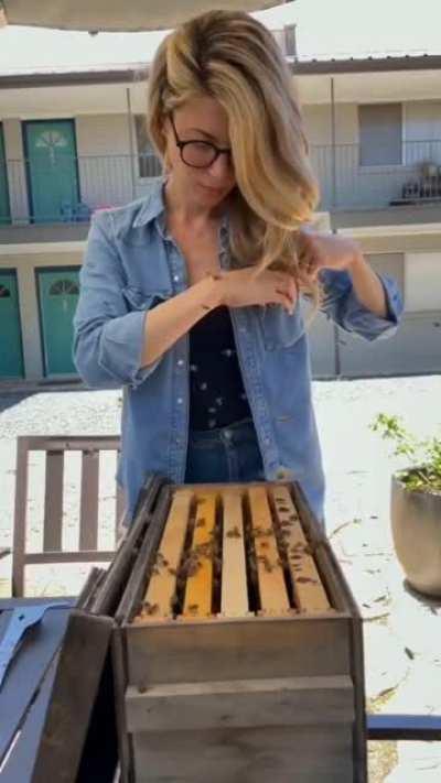 moving bees with the hands no protection