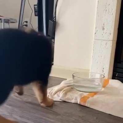 Good boi still hasn't quite figured out the whole 